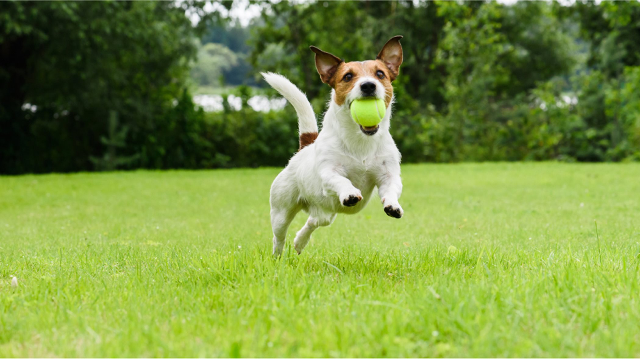 Dog running on green grass with tennis ball