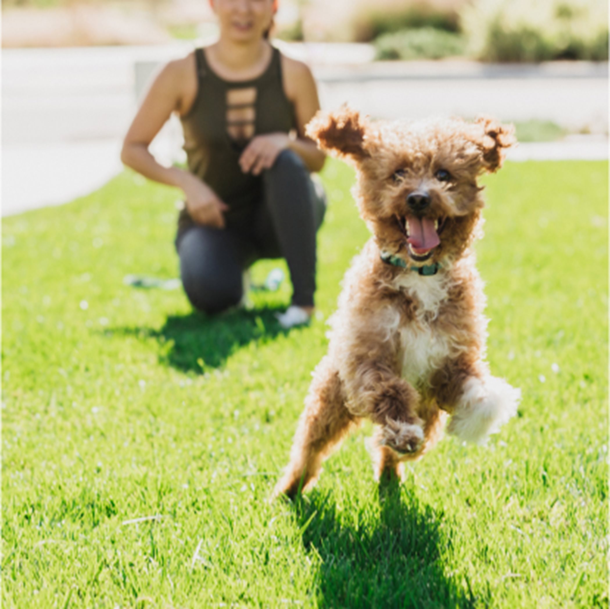 A dog running away from a person