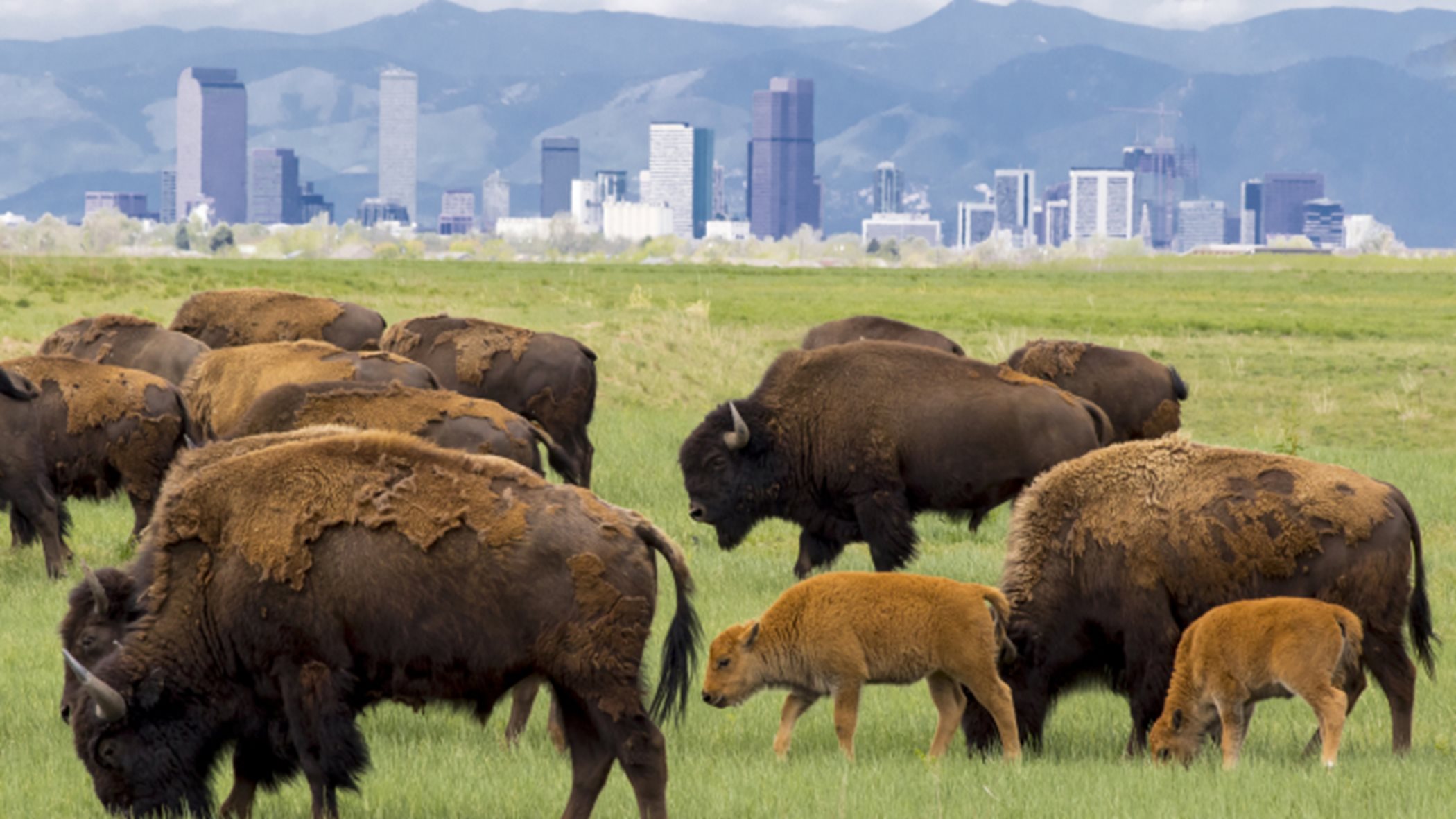 Buffalo Herd Nature Preserve Overlook