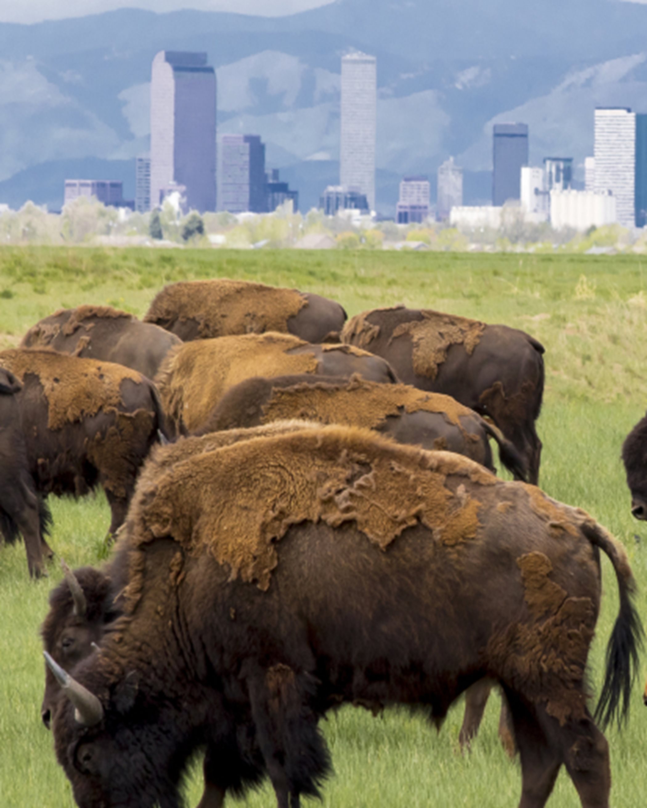 Turnberry Buffalo Herd Nature Preserve overlook
