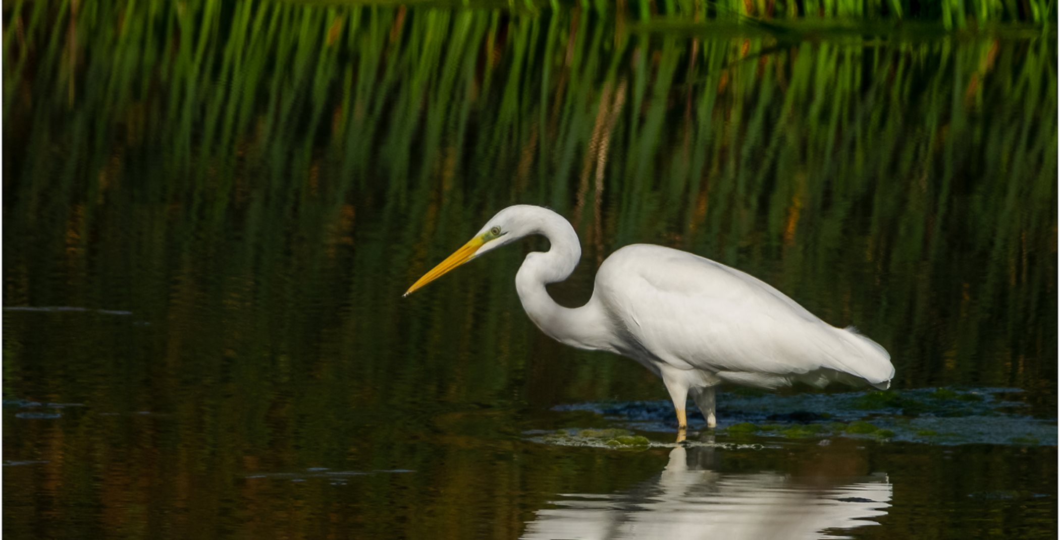 Great Egret pond