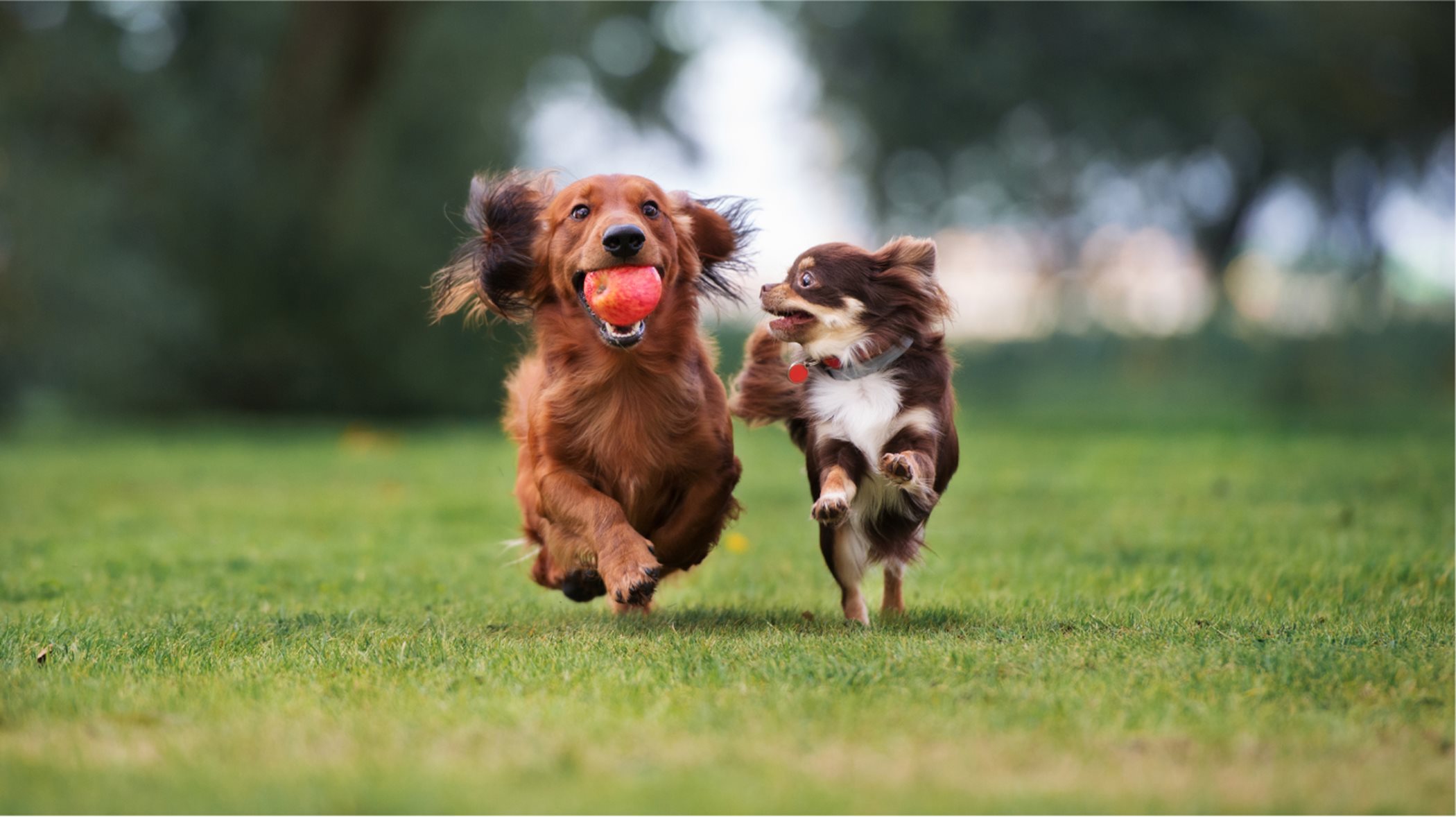 Two dogs running around