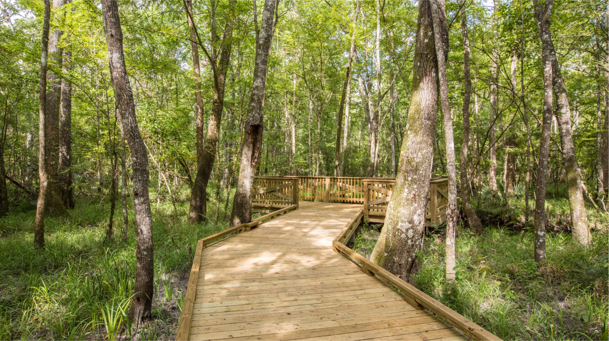 Boardwalk extending into a trail surrounded by trees
