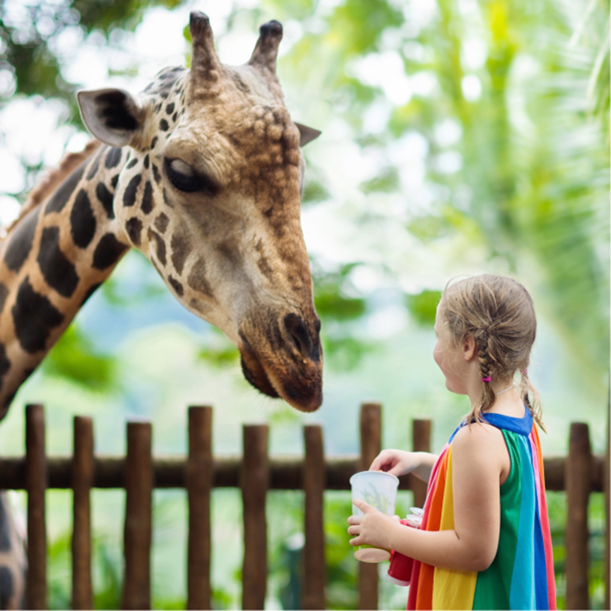 Little girl and a giraffe