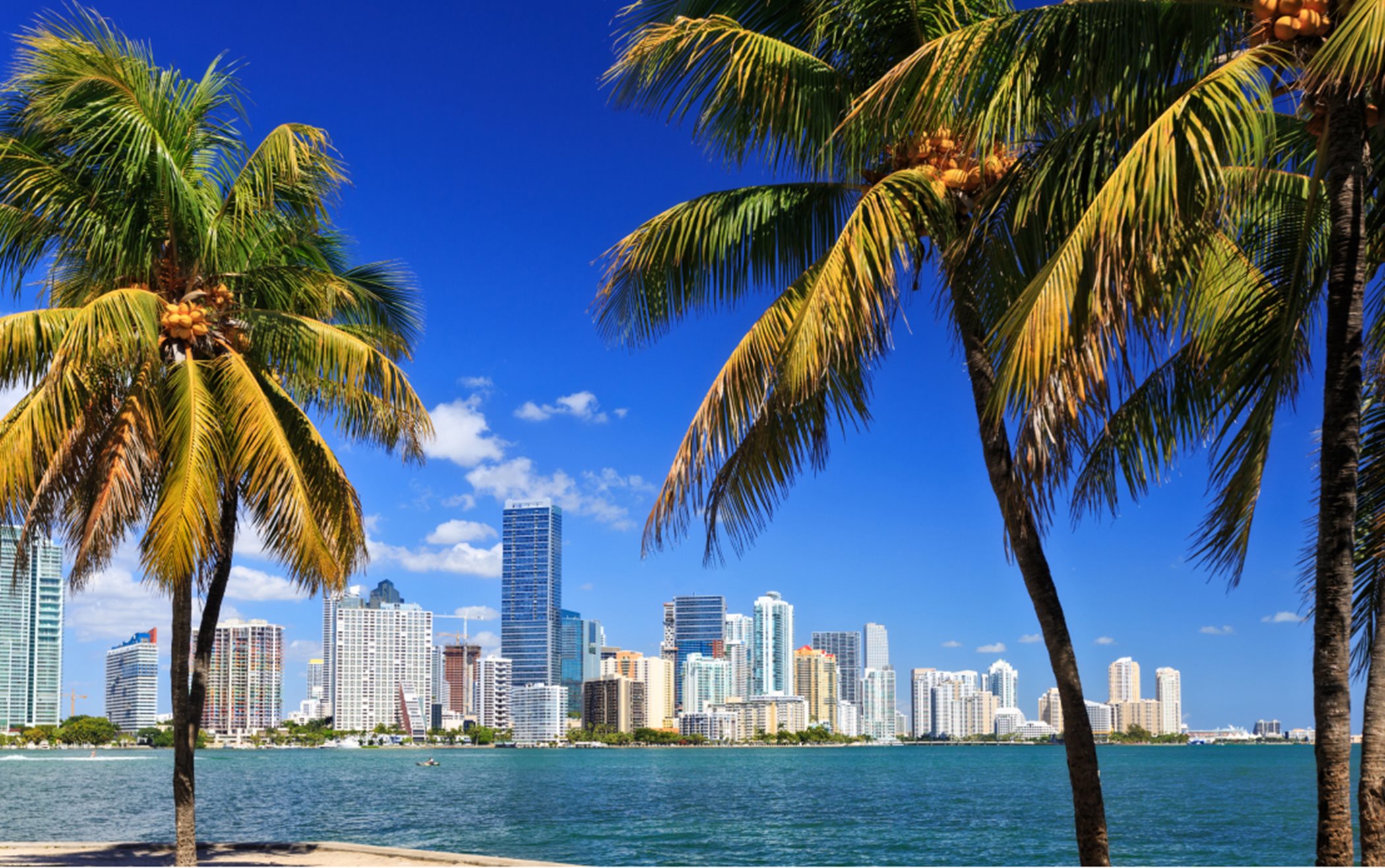 Palm trees and Miami skyline