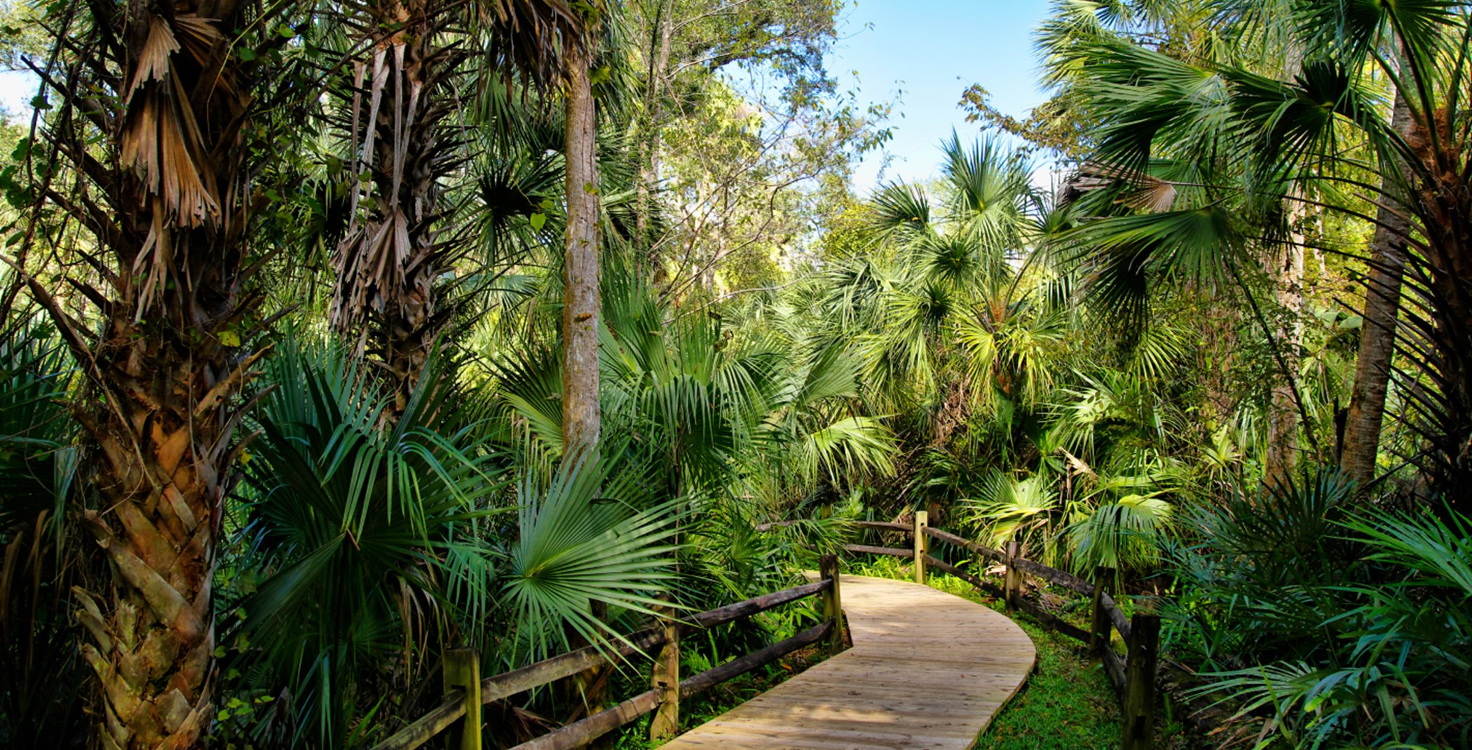 A walking trail surrounded by Palm trees