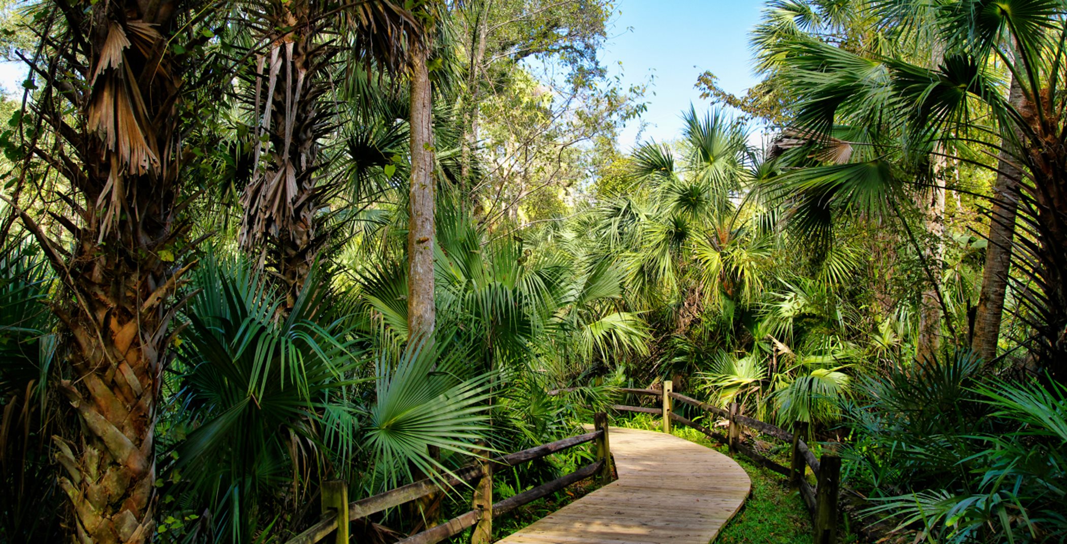 Walking trail surrounded by Palm trees