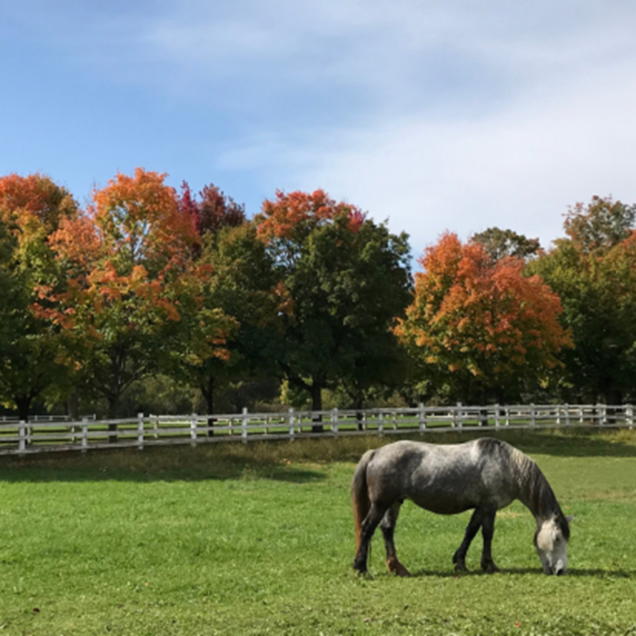 Horse Grazing in a field