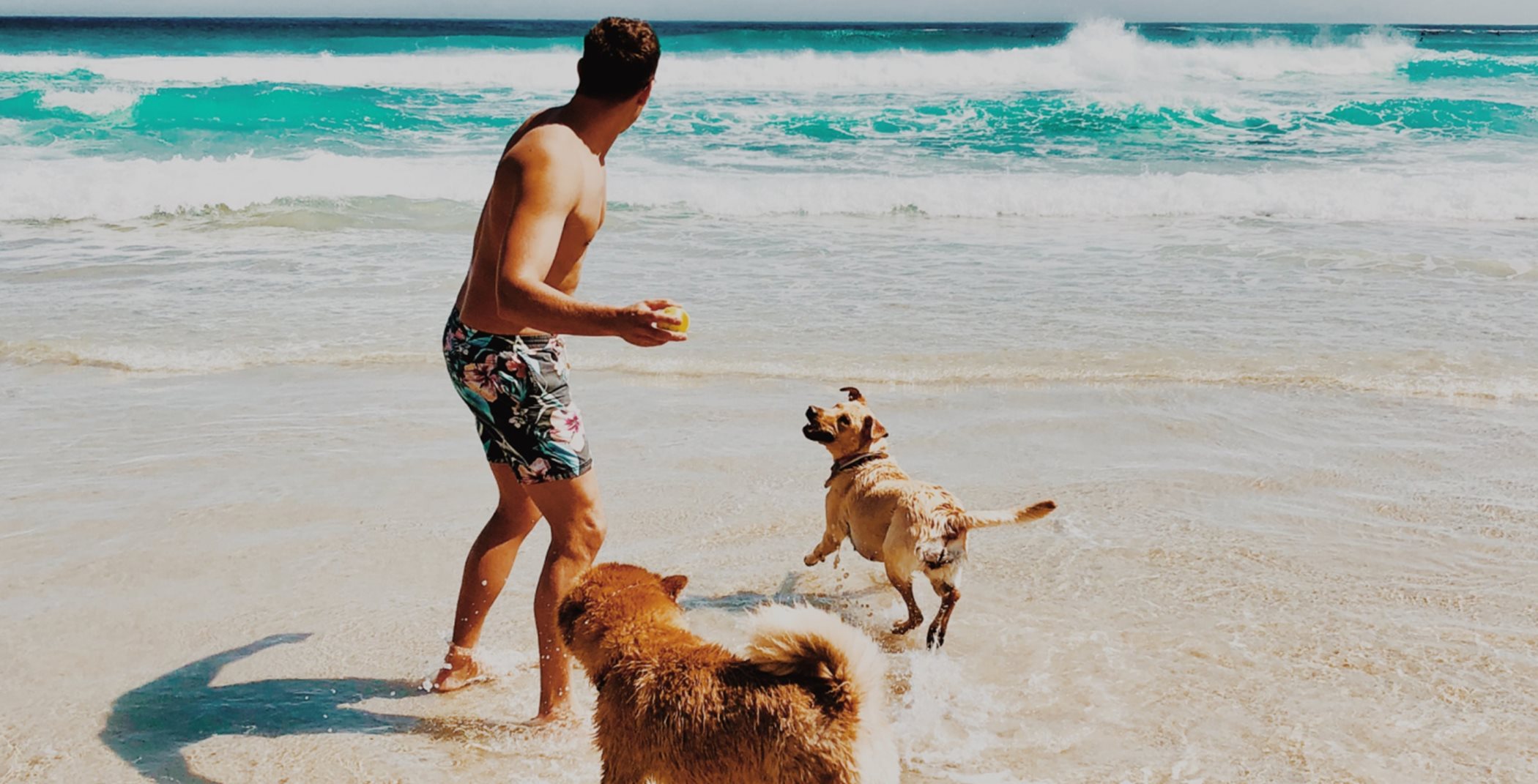 Dog-friendly Apollo Beach 