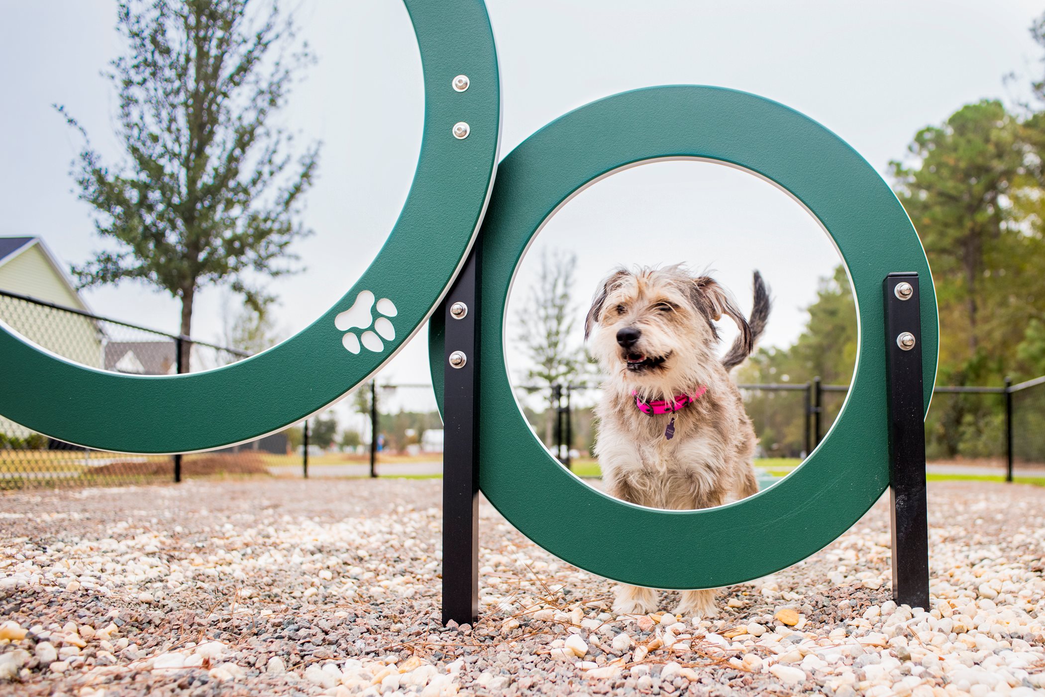 Dog park for your furry friends